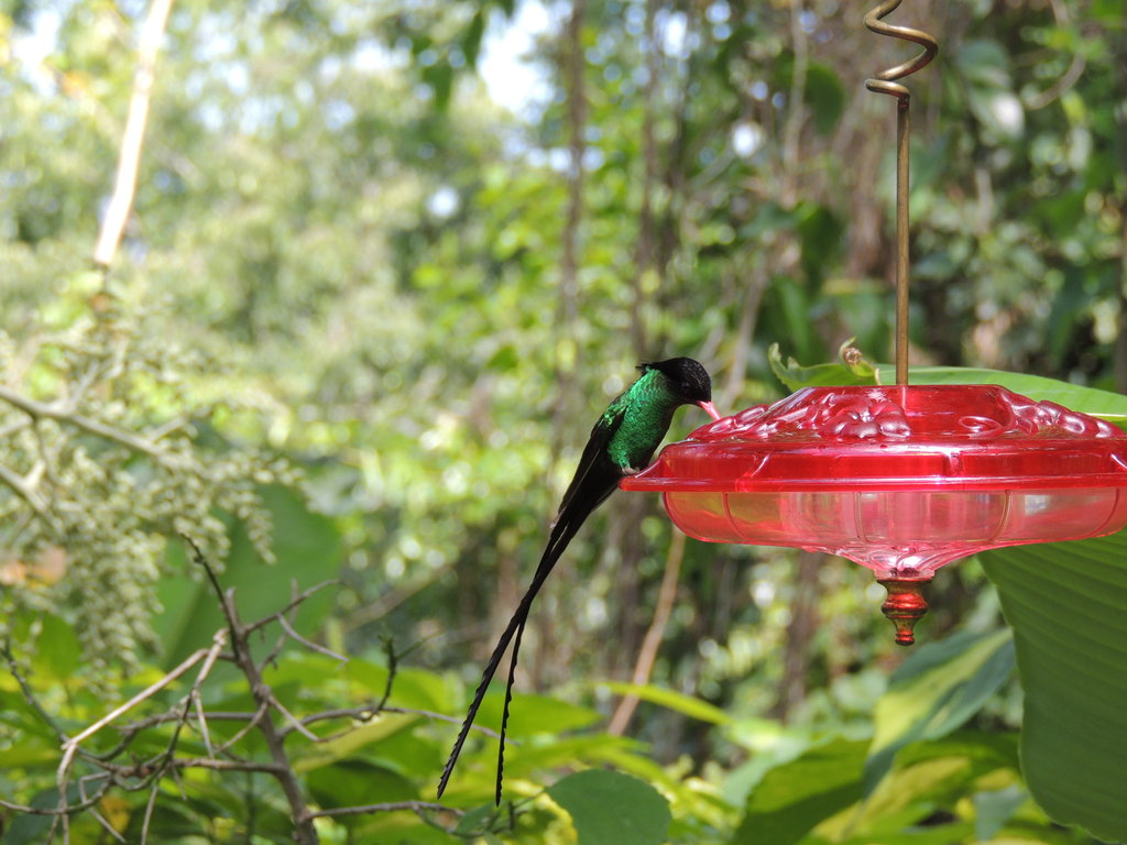 Jamaica's national bird, the Doctor Bird/Swallowtail Hummingbird.