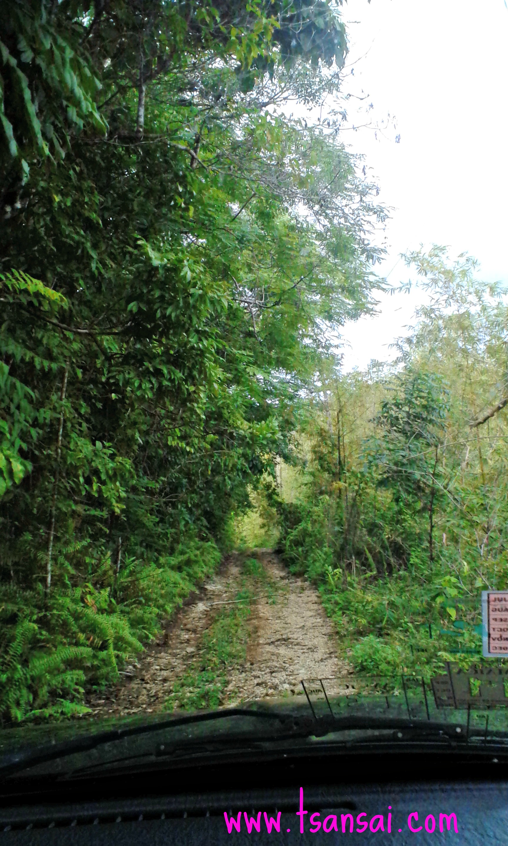 Rainforest-in-St-Mary-Jamaica