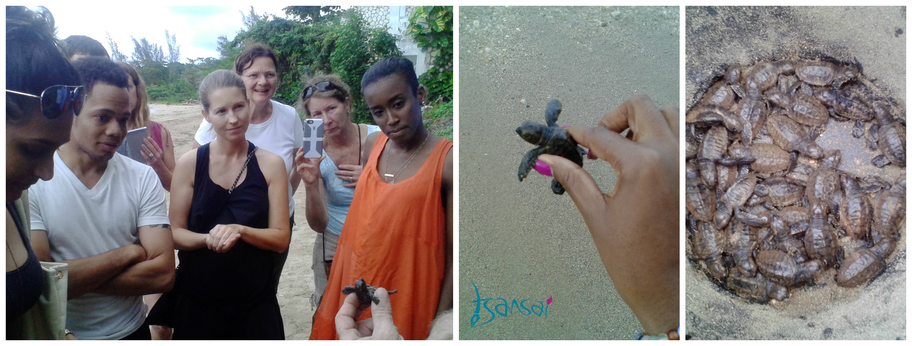 Turtle-project-St-Mary-Jamaica