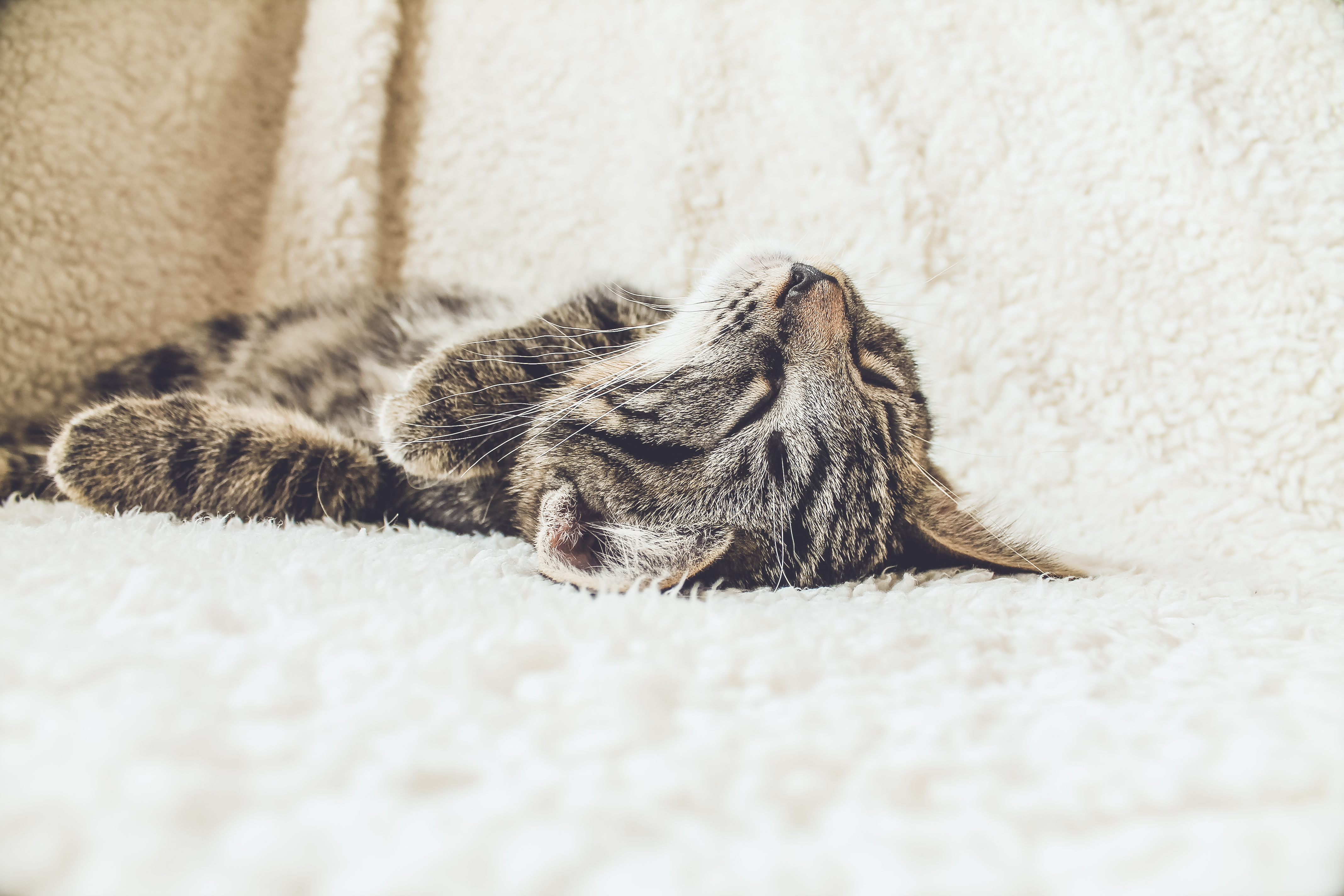 sleeping-adorable-cat